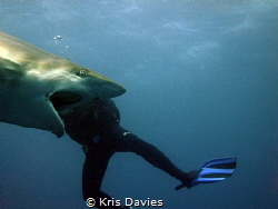 This Oceanic Blacktip was gaping and I shot at the perfec... by Kris Davies 